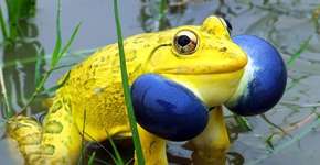 Foto: (Imagem sem texto alternativo disponivel ID [735844])