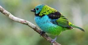 76 árvores brasileiras que atraem aves