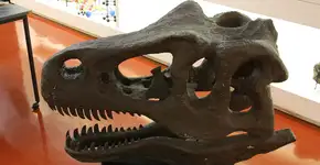 Museu de Geociências da USP