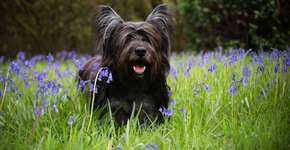 Foto: (Imagem sem texto alternativo disponivel ID [2693341])