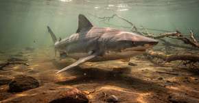 Foto: (Imagem sem texto alternativo disponivel ID [2708499])