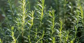 Aroma de alecrim melhora efetivamente a memória, de acordo com novo estudo
