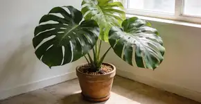 Foto: (Imagem sem texto alternativo disponivel ID [2708331])