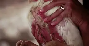 Foto: (Imagem sem texto alternativo disponivel ID [777836])