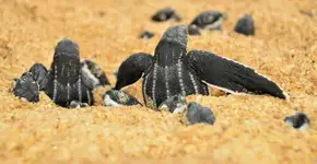 É época de reprodução da tartaruga marinha: ajude a protegê-las!