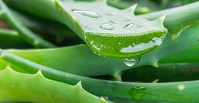 Foto: (ValentynVolkov/istock)