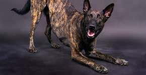 Foto: (Imagem sem texto alternativo disponivel ID [2592082])