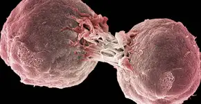 Foto: (Imagem sem texto alternativo disponivel ID [1895630])