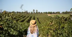 Cidades para degustar um bom vinho no interior de SP