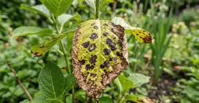 Foto: (Imagem sem texto alternativo disponivel ID [2773088])