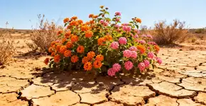 A planta com flores em várias cores resiste ao calor intenso e à falta de água