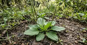 Foto: (Imagem gerada por IA/Gemini)