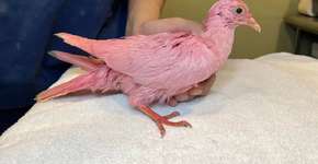 Pomba pintada para chá revelação morre intoxicada