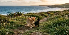 Uma gatinha de rua criando um patinho preto órfão. Juntos, eles vivem na natureza.