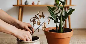 Foto: (Imagem sem texto alternativo disponivel ID [2681441])