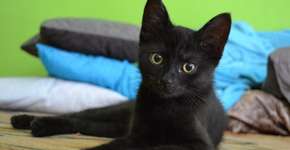 Sexta-feira 13: é preciso cuidado redobrado com animais pretos