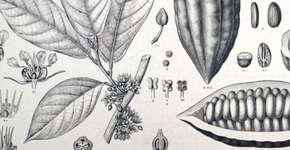 Aprenda a identificar árvores, plantas e flores existentes nas cidades grandes