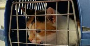 PL permite entrada de animais no transporte público no RJ