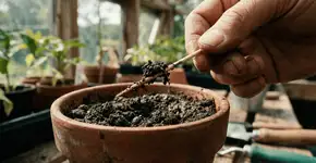 Foto: (Imagem sem texto alternativo disponivel ID [2755135])