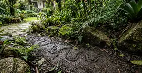 5 sinais de alerta de que você tem uma cobra escondida no seu jardim