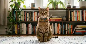 Como entender a linguagem corporal dos gatos? Sinais e significados