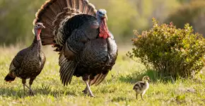 As pessoas estão apenas aprendendo como se chama um filhote de peru