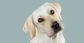 Como os cães veem o mundo? O que a ciência revela sobre a visão canina