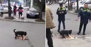 Cachorro tenta acordar amigo morto em estrada e vídeo comove