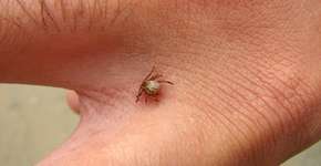 Foto: (Crédito:Maria Ogrzewalska/istock)