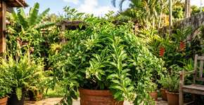 Foto: (Imagem sem texto alternativo disponivel ID [2788711])