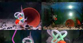 Jovem cria colete e aquário adaptado para peixe deficiente