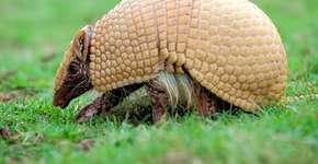 Tatu-Bola em Família
