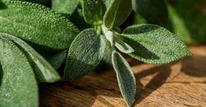 Foto: (Ordasiphoto/istock)