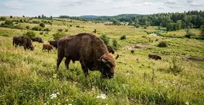 Os gigantes peludos que estão reflorestando e recuperando ecossistemas nas montanhas da Romênia
