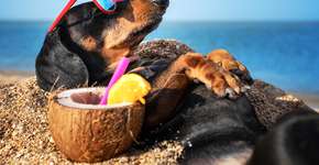5 dicas para aproveitar as férias com seu pet