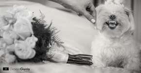 Fotógrafo flagra os ‘melhores amigos do homem’ em casamentos