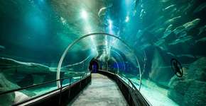 Foto: (Divulgação)