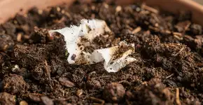 Foto: (Imagem sem texto alternativo disponivel ID [2706993])