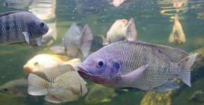 Foto: (Getty Images/iStockphoto)