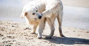 Por que seu cachorro está perseguindo o próprio rabo?