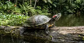 À medida que a tartaruga de estimação cresce, a mulher se vê em um dilema: mantê-la ou soltá-la? Aqui estão os passos que devem ser seguidos