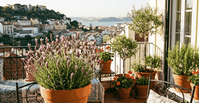 Foto: (Imagem sem texto alternativo disponivel ID [2761579])