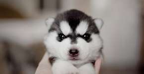 Foto: (Imagem sem texto alternativo disponivel ID [924766])