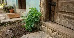 Para que serve enterrar um galho de arruda na entrada de casa? O que isso significa?