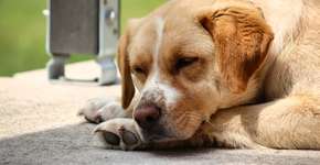 Estudo de Harvard confirma: cães sonham com seus donos; veja os sinais