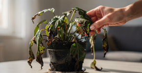 Foto: (Imagem sem texto alternativo disponivel ID [2734158])