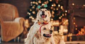 Foto: (Imagem sem texto alternativo disponivel ID [2682847])