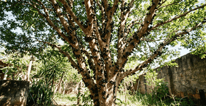 Foto: (Imagem sem texto alternativo disponivel ID [2761810])