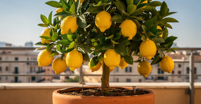 Foto: (Imagem sem texto alternativo disponivel ID [2721781])