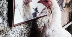 Instagram faz 1ª exposição de fotos feitas por usuários brasileiros